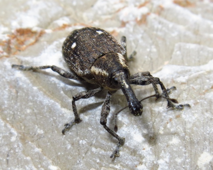 Lepyrus palustris