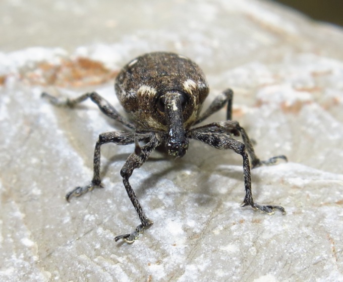 Lepyrus palustris