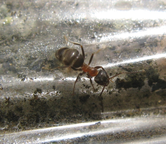 Formicidae da determinare 5 ?