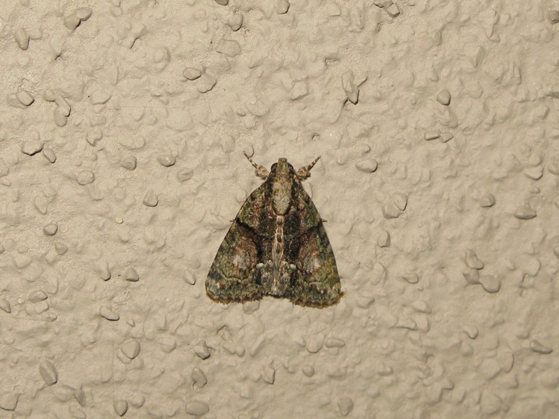 Noctuidae da identificare?