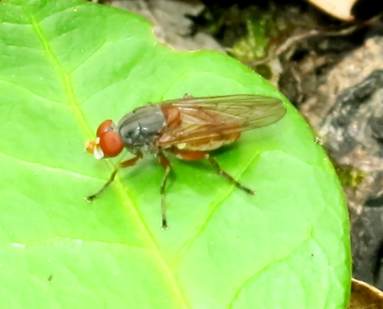 Dittero da identificare: Brachyopa cfr.scutellaris