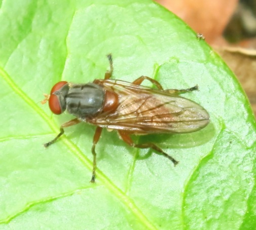 Dittero da identificare: Brachyopa cfr.scutellaris