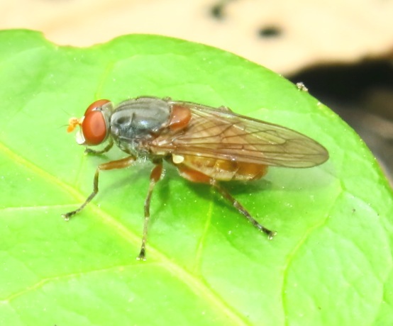 Dittero da identificare: Brachyopa cfr.scutellaris