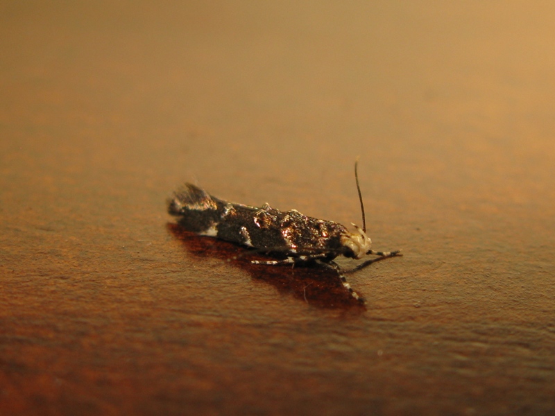 piccolo lepidottero da determinare?