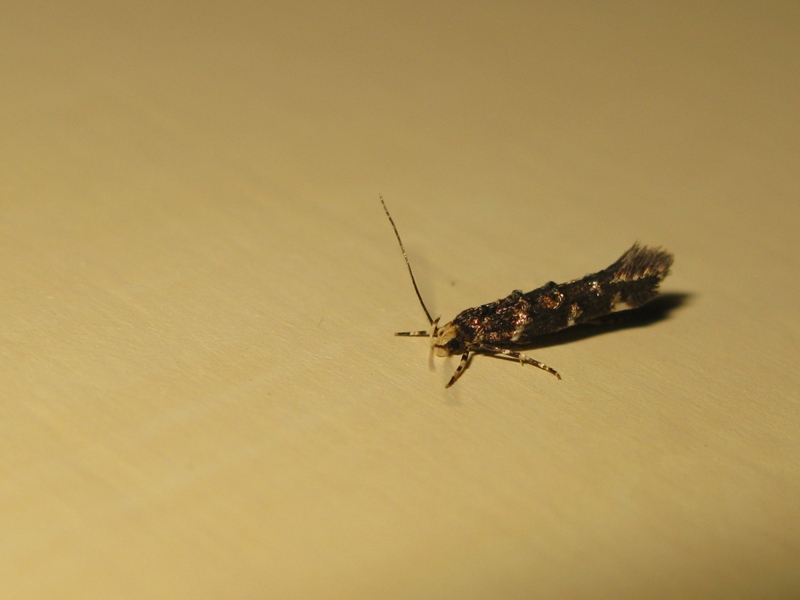 piccolo lepidottero da determinare?