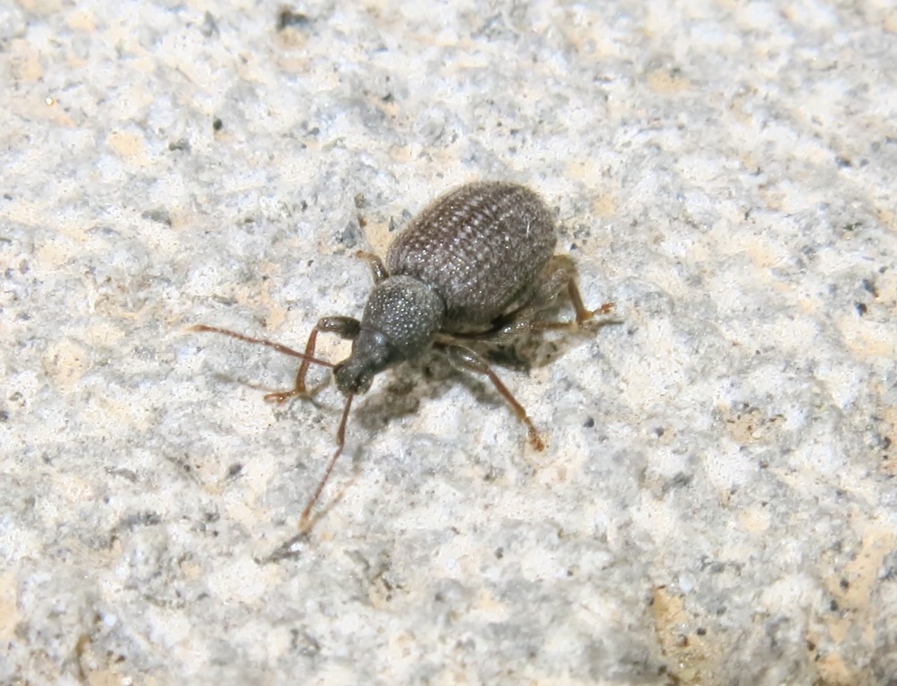 Curculionidae: Otiorhynchus (Zustalestus) rugosostriatus