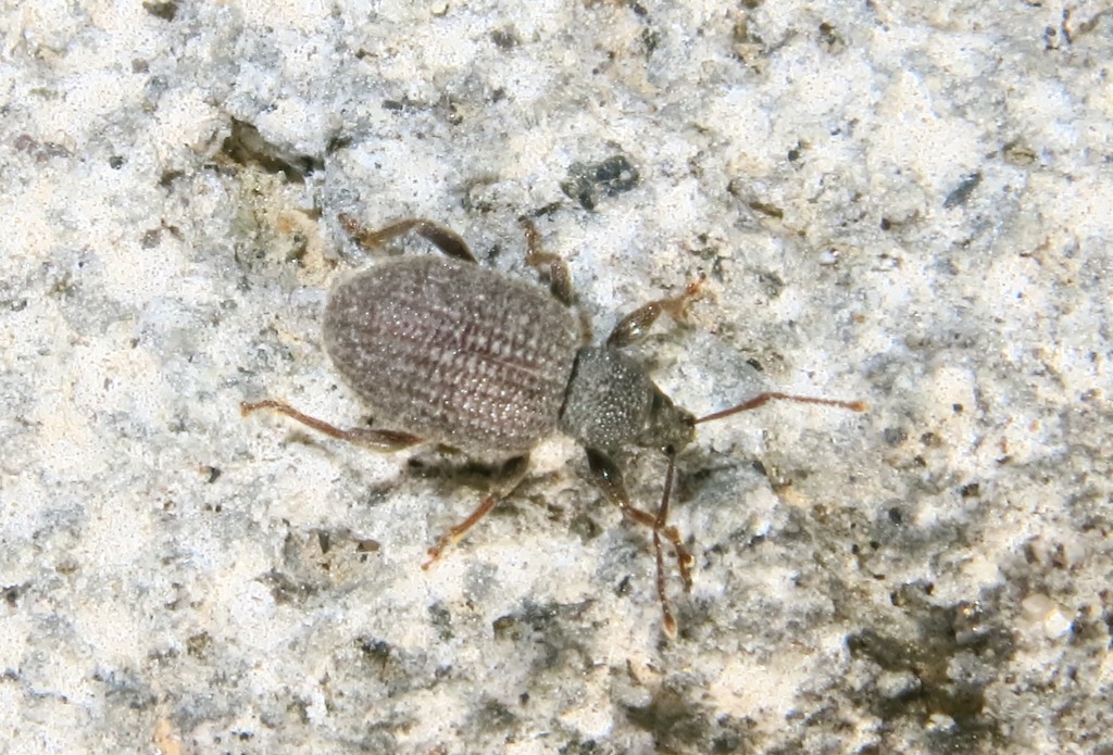 Curculionidae: Otiorhynchus (Zustalestus) rugosostriatus