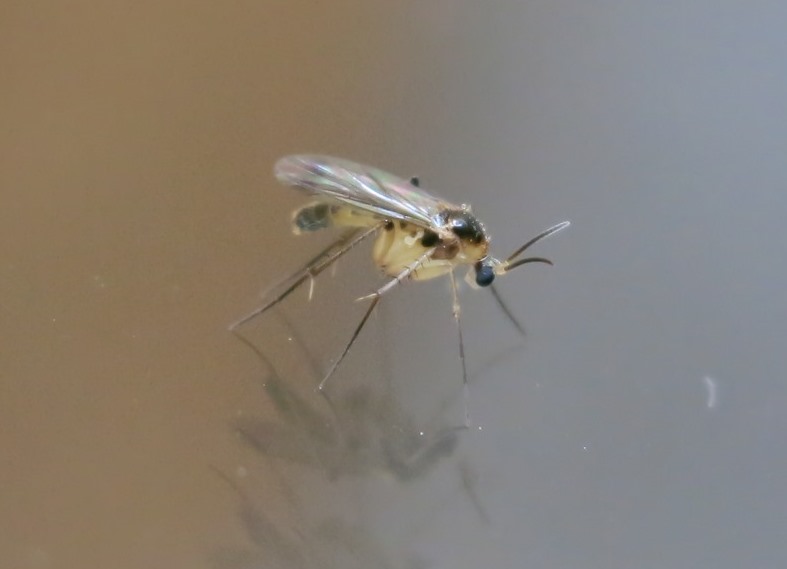 Mycetophilidae? Si