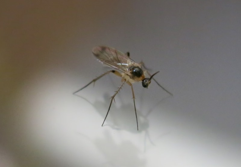 Mycetophilidae? Si