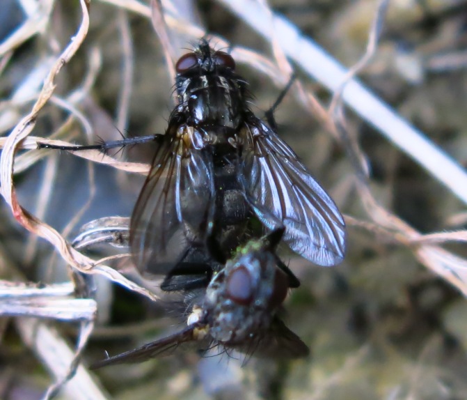 Rhinomorinia sarcophagina (Rhinophoridae)