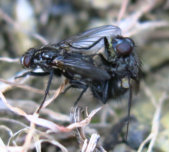 Rhinomorinia sarcophagina (Rhinophoridae)