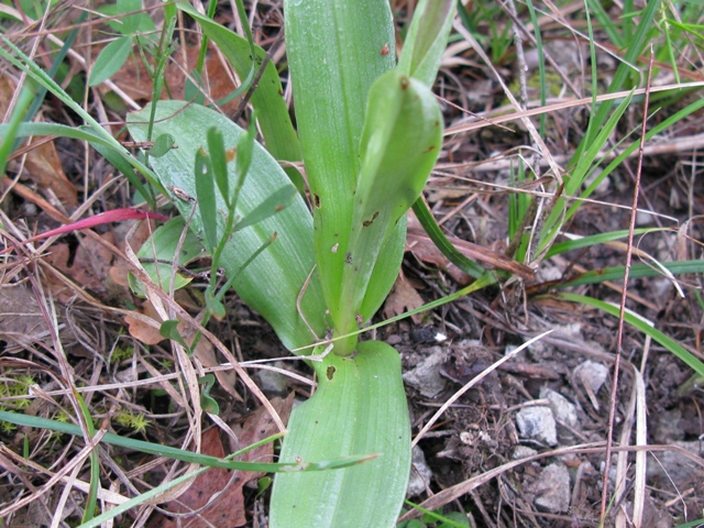 Orchidea da determinare?