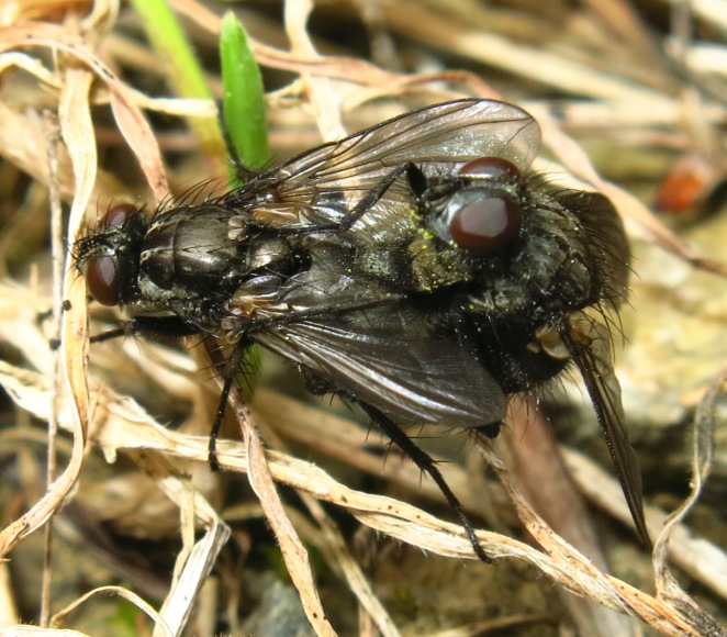 Rhinomorinia sarcophagina (Rhinophoridae)