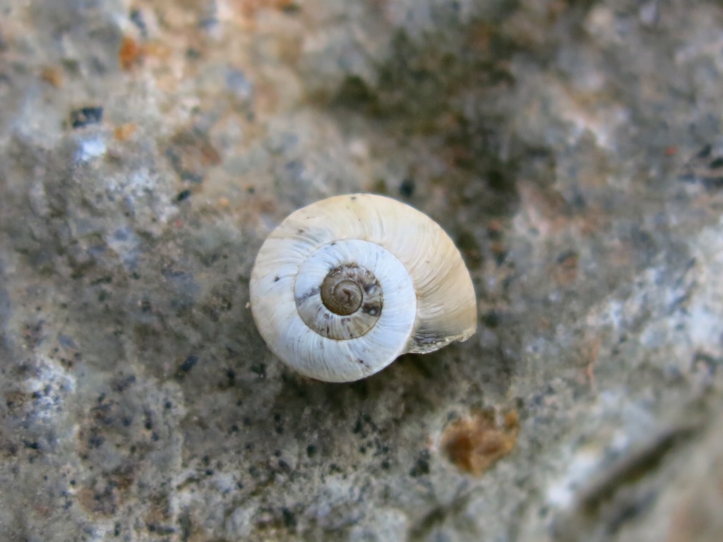 Gastropoda da determinare?