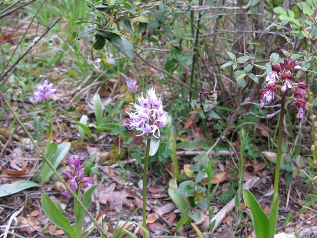 Orchidea da determinare?