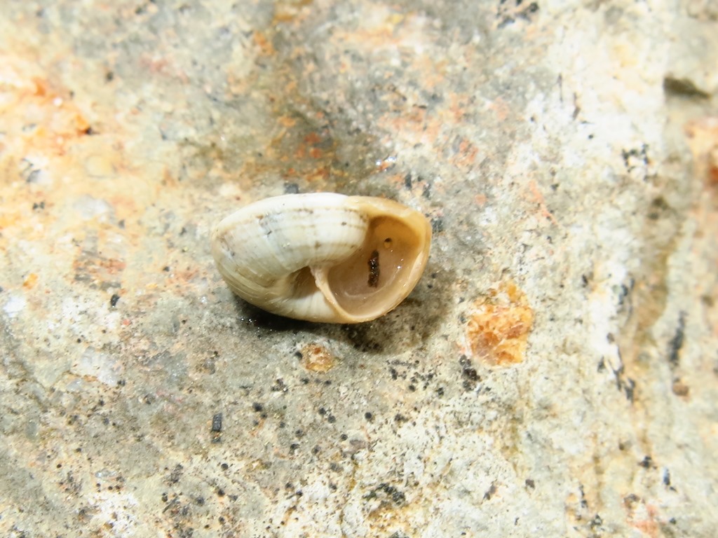 Gastropoda da determinare?