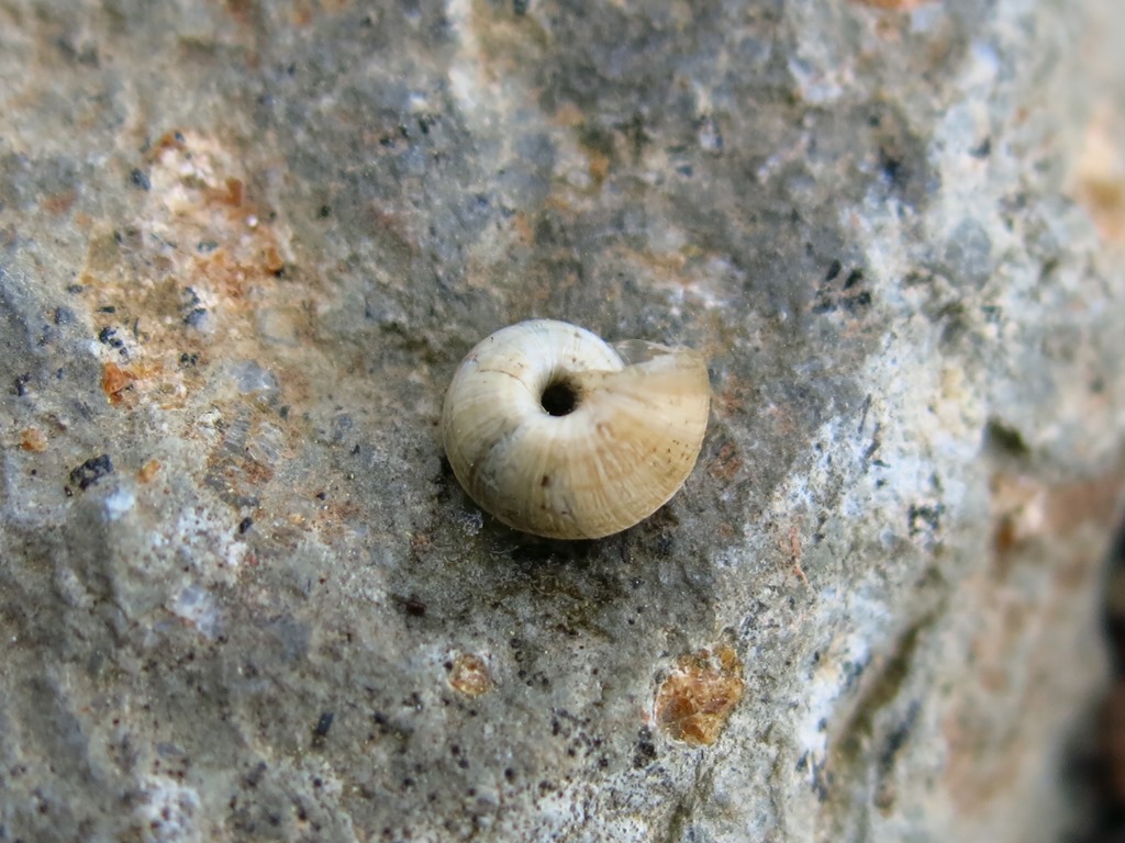 Gastropoda da determinare?
