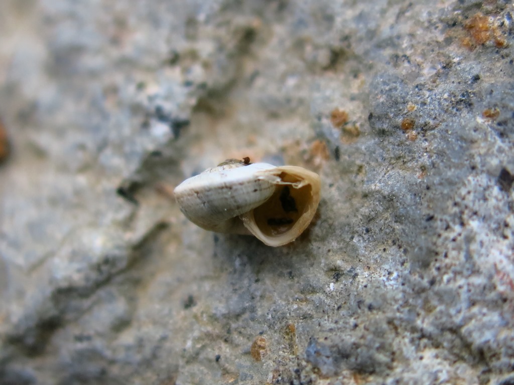 Gastropoda da determinare?