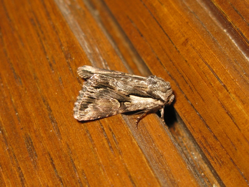 Noctuide 3 da determinare?