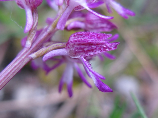 Orchidea da determinare?