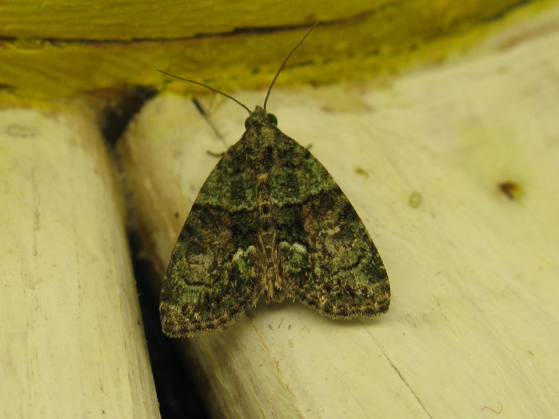 noctuidae 2 da identificare?