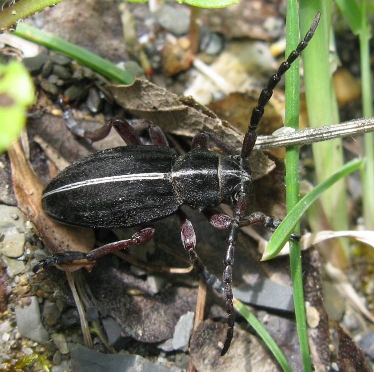 Dorcadion da identificare? - Dorcadion etruscum