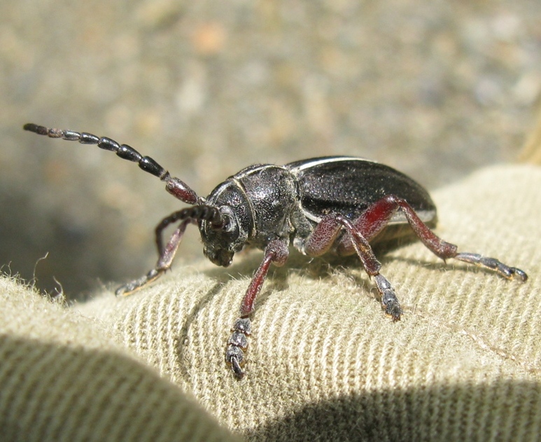 Dorcadion da identificare? - Dorcadion etruscum