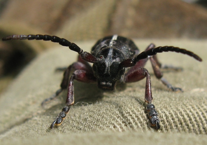 Dorcadion da identificare? - Dorcadion etruscum
