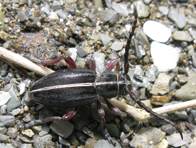 Dorcadion da identificare? - Dorcadion etruscum