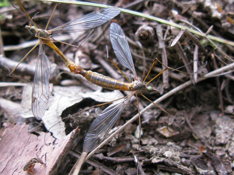 tipulidae da determinare 1?