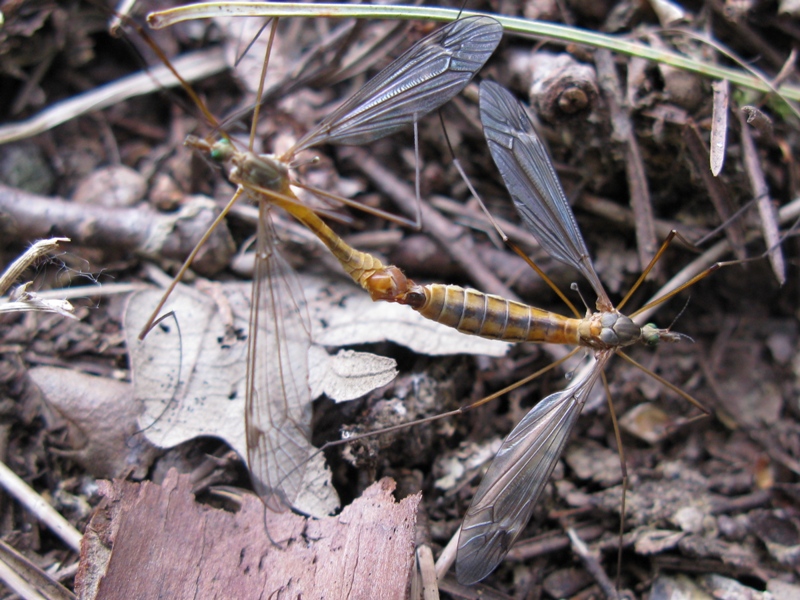 tipulidae da determinare 1?