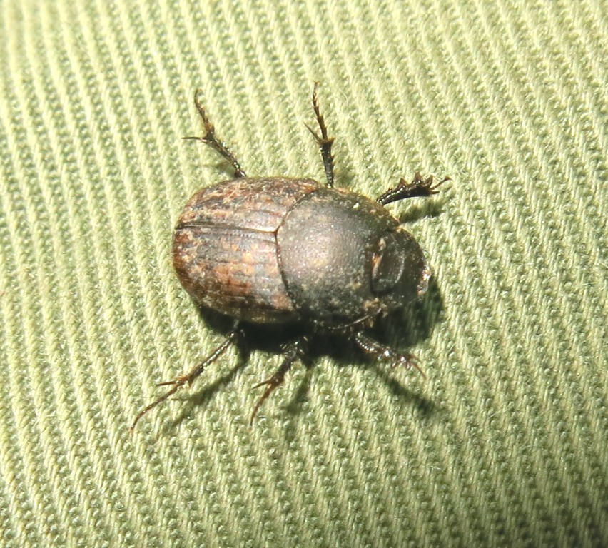 Onthophagus fracticornis, Scarabaeidae
