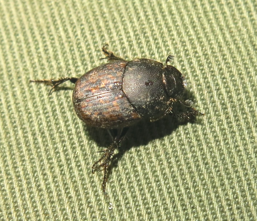 Onthophagus fracticornis, Scarabaeidae