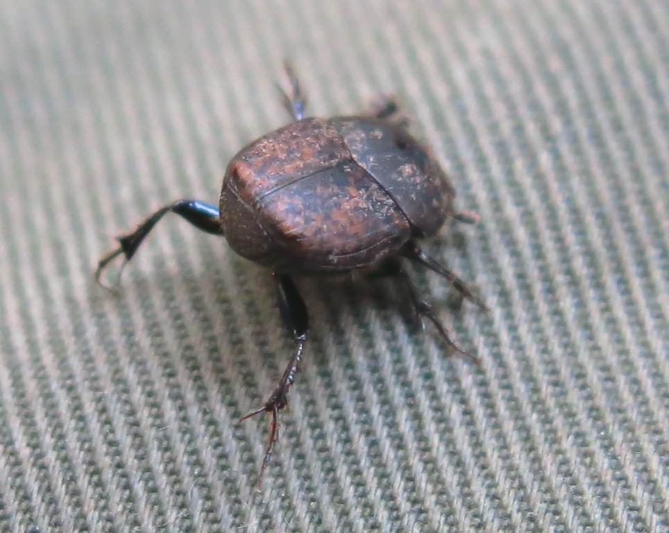Onthophagus fracticornis, Scarabaeidae