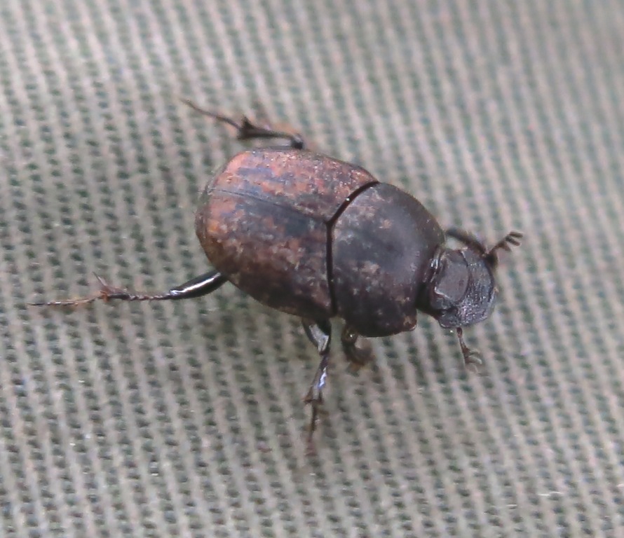 Onthophagus fracticornis, Scarabaeidae