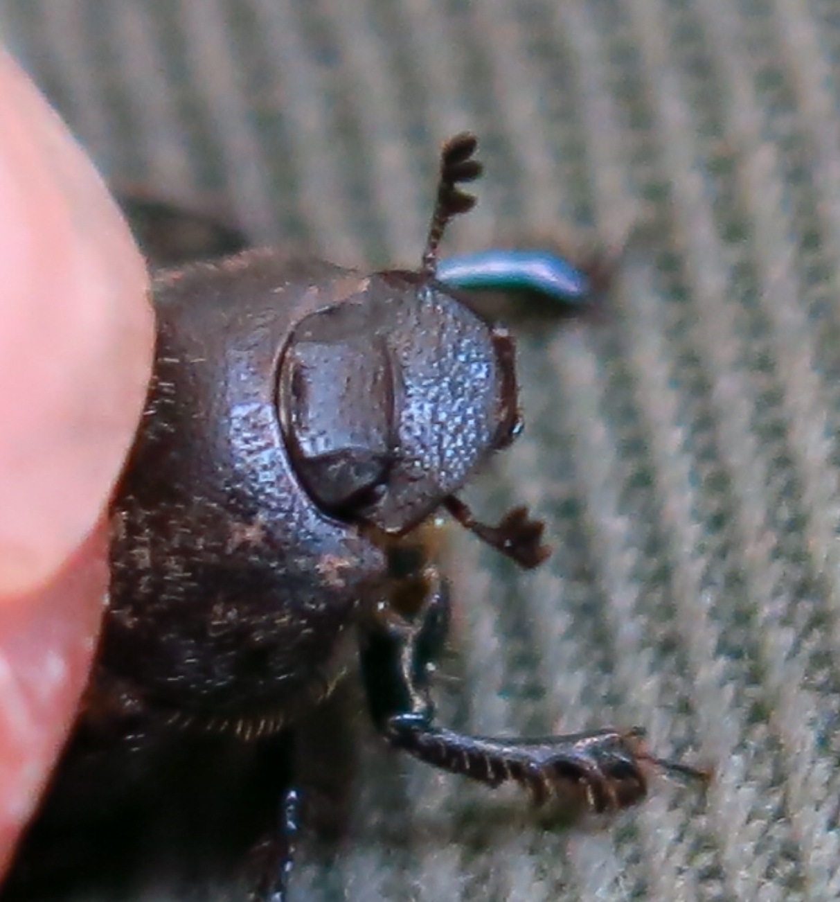 Onthophagus fracticornis, Scarabaeidae