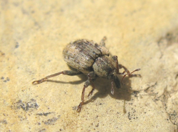 Donus ? - No, Hypera cf. postica