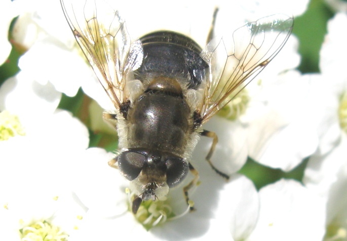 Syrphidae da determinare ?