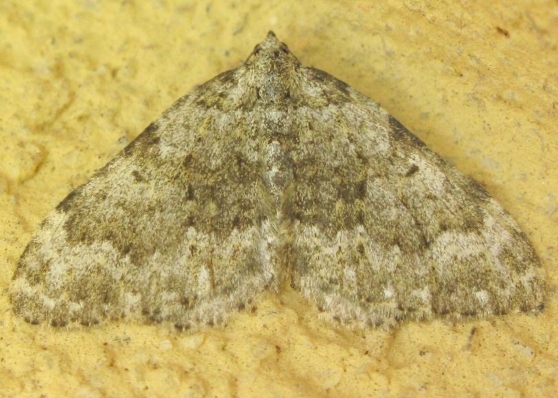 Geometridae da determinare ?