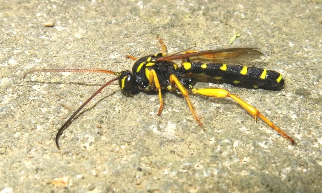 Metopius (?) (Ichneumonidae) da determinare