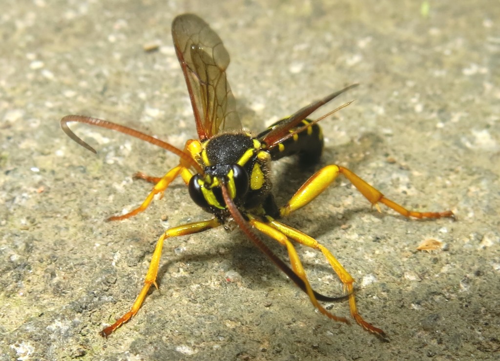 Metopius (?) (Ichneumonidae) da determinare