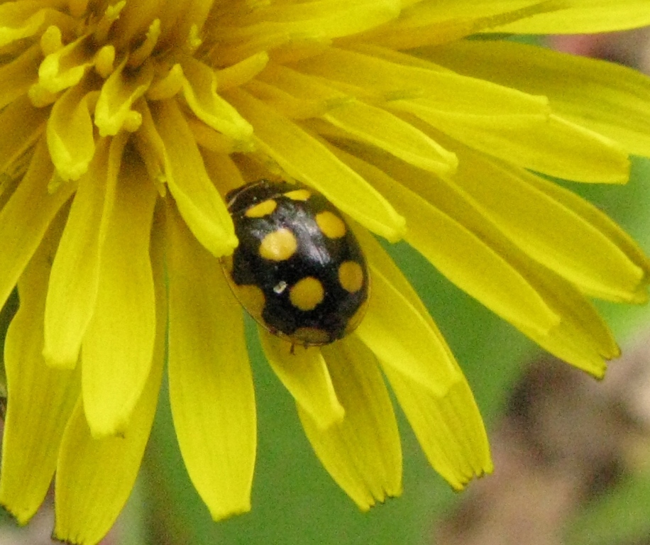 Coccinellidae: Vibidia duodecimguttata? No, Oenopia lyncea