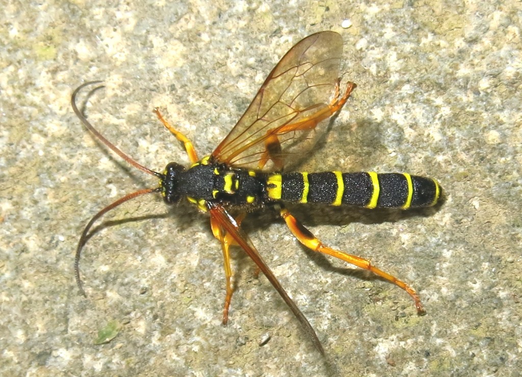 Metopius (?) (Ichneumonidae) da determinare
