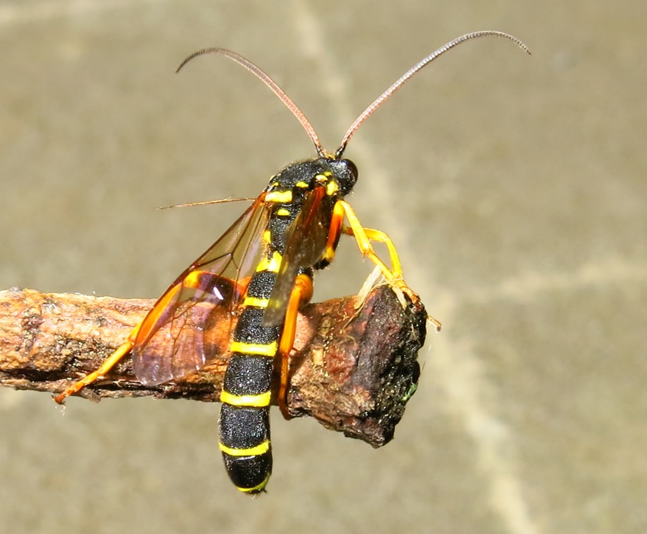Metopius (?) (Ichneumonidae) da determinare