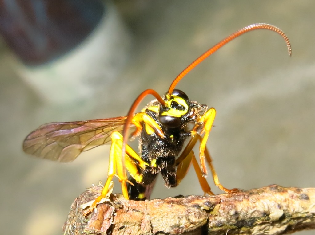 Metopius (?) (Ichneumonidae) da determinare