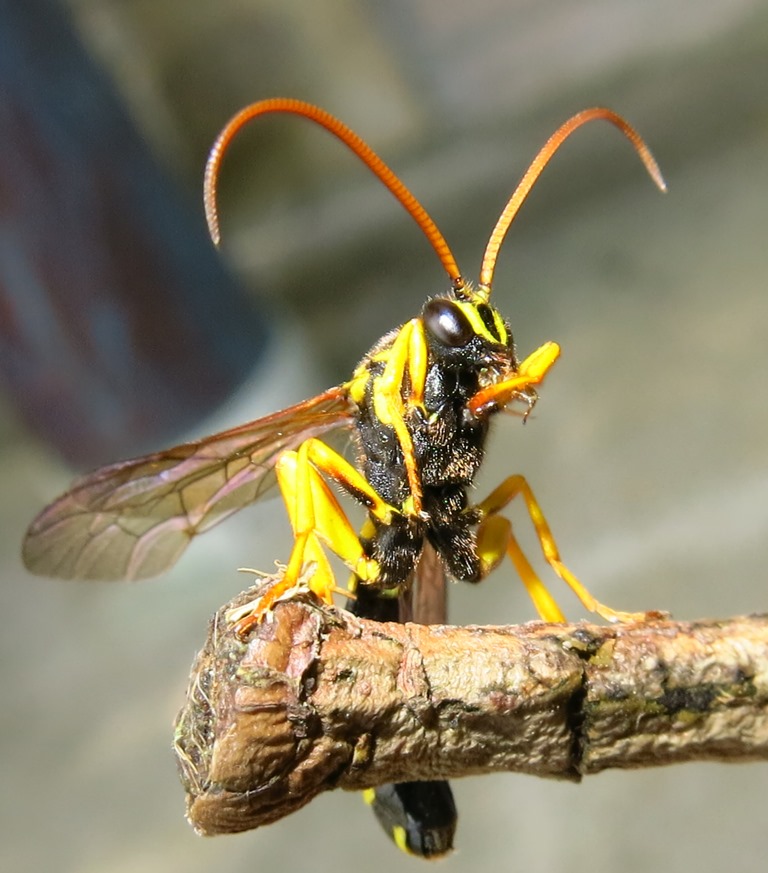 Metopius (?) (Ichneumonidae) da determinare