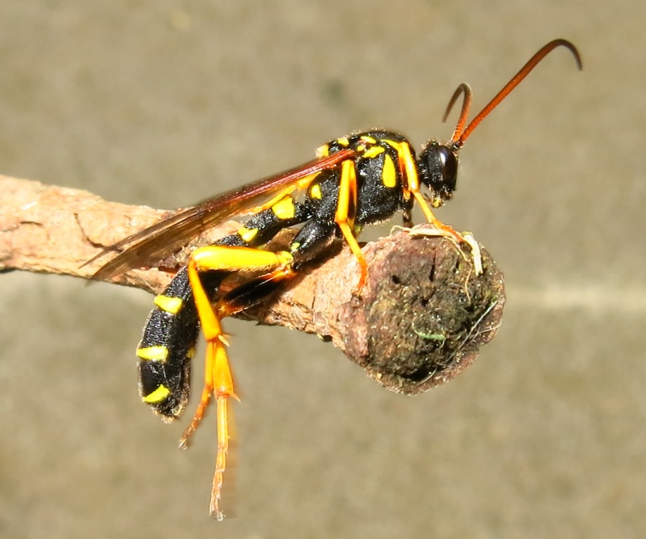 Metopius (?) (Ichneumonidae) da determinare