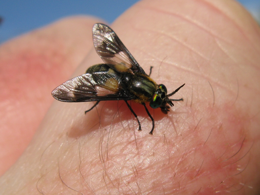 Tabanidae - Chrysops caecutiens