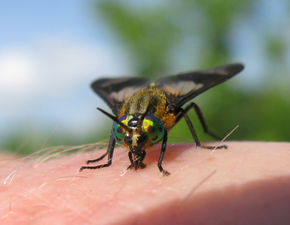 Tabanidae - Chrysops caecutiens