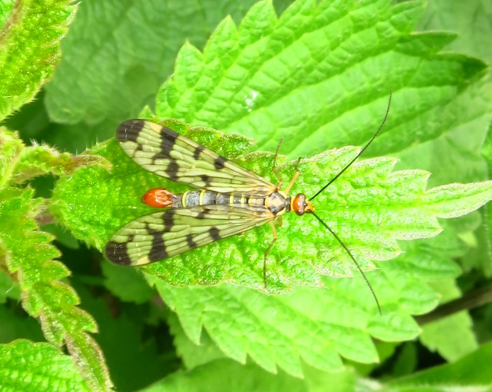 Maschio di Panorpa da identificare?